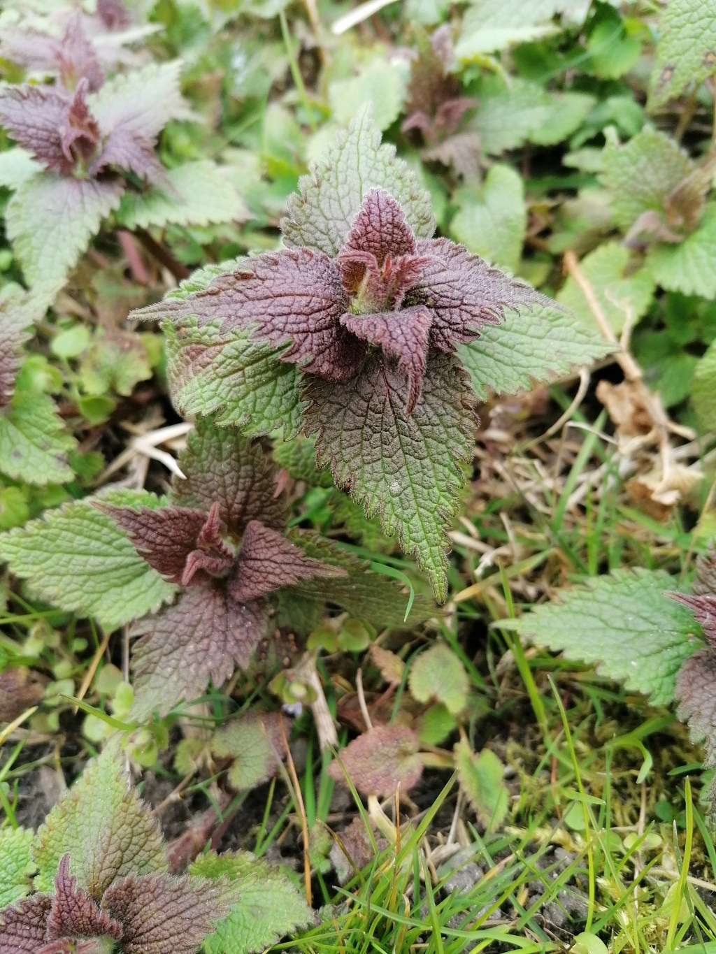 Jasnota purpurowa / Lamium&nbsp;purpureum