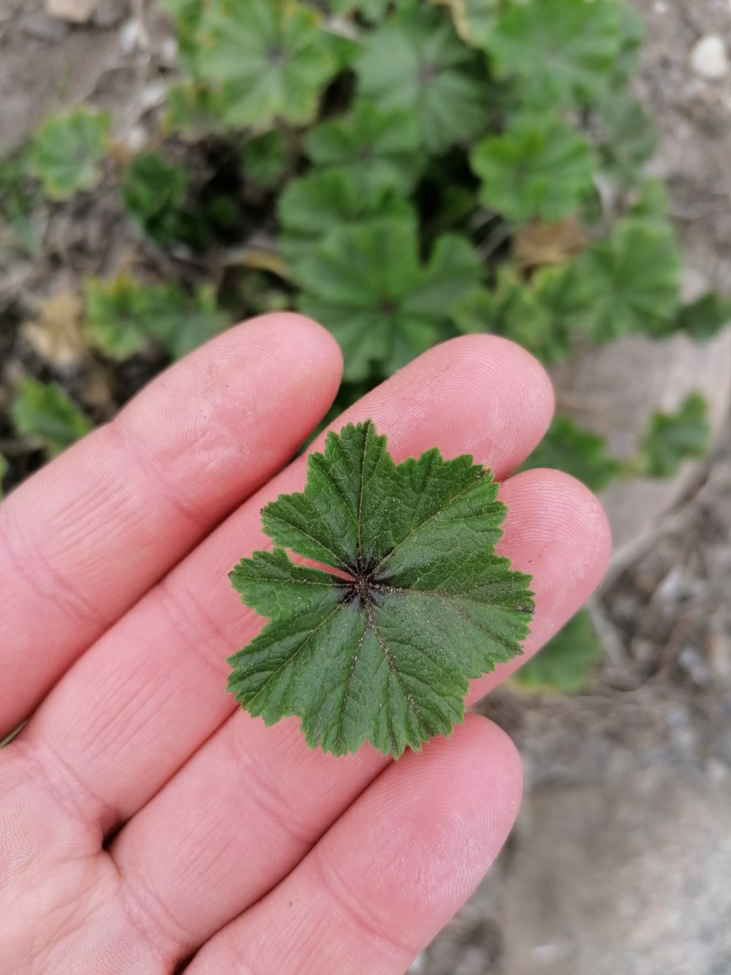 Ślaz zaniedbany / Malva&nbsp;neglecta