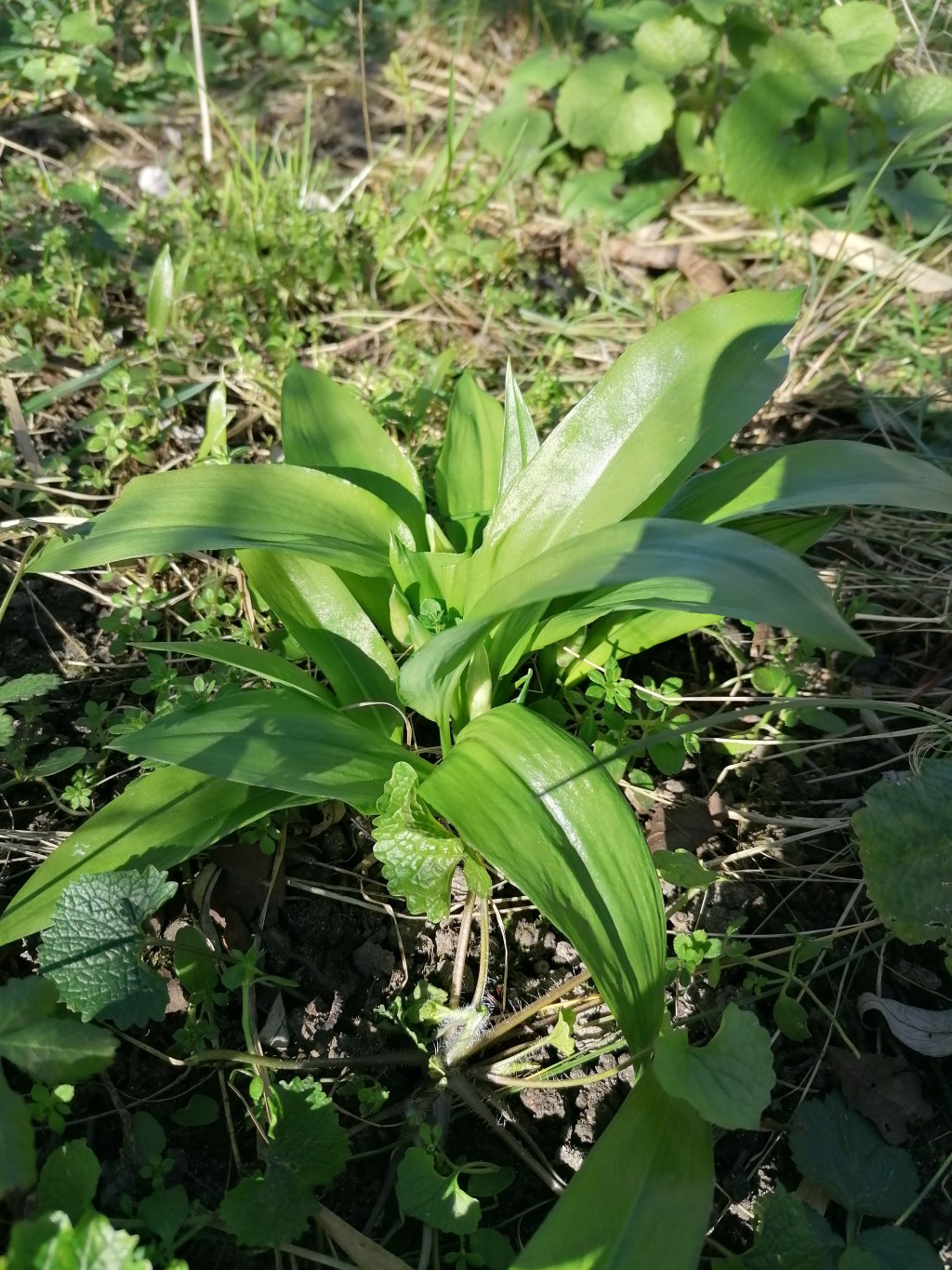 Czosnek niedźwiedzi / Allium&nbsp;ursinum