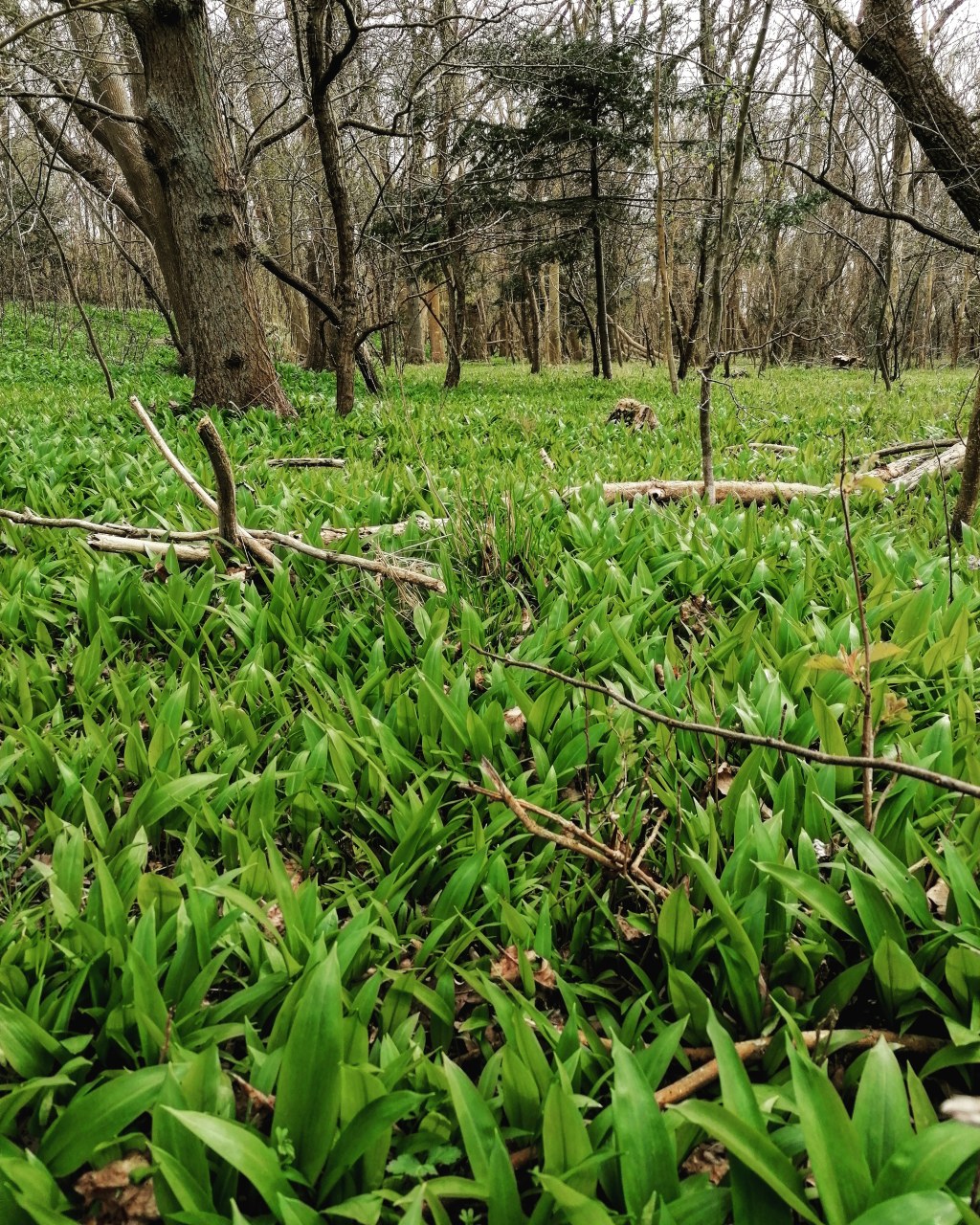 Czosnek niedźwiedzi. Czy można zbierać go w Polsce&nbsp;?