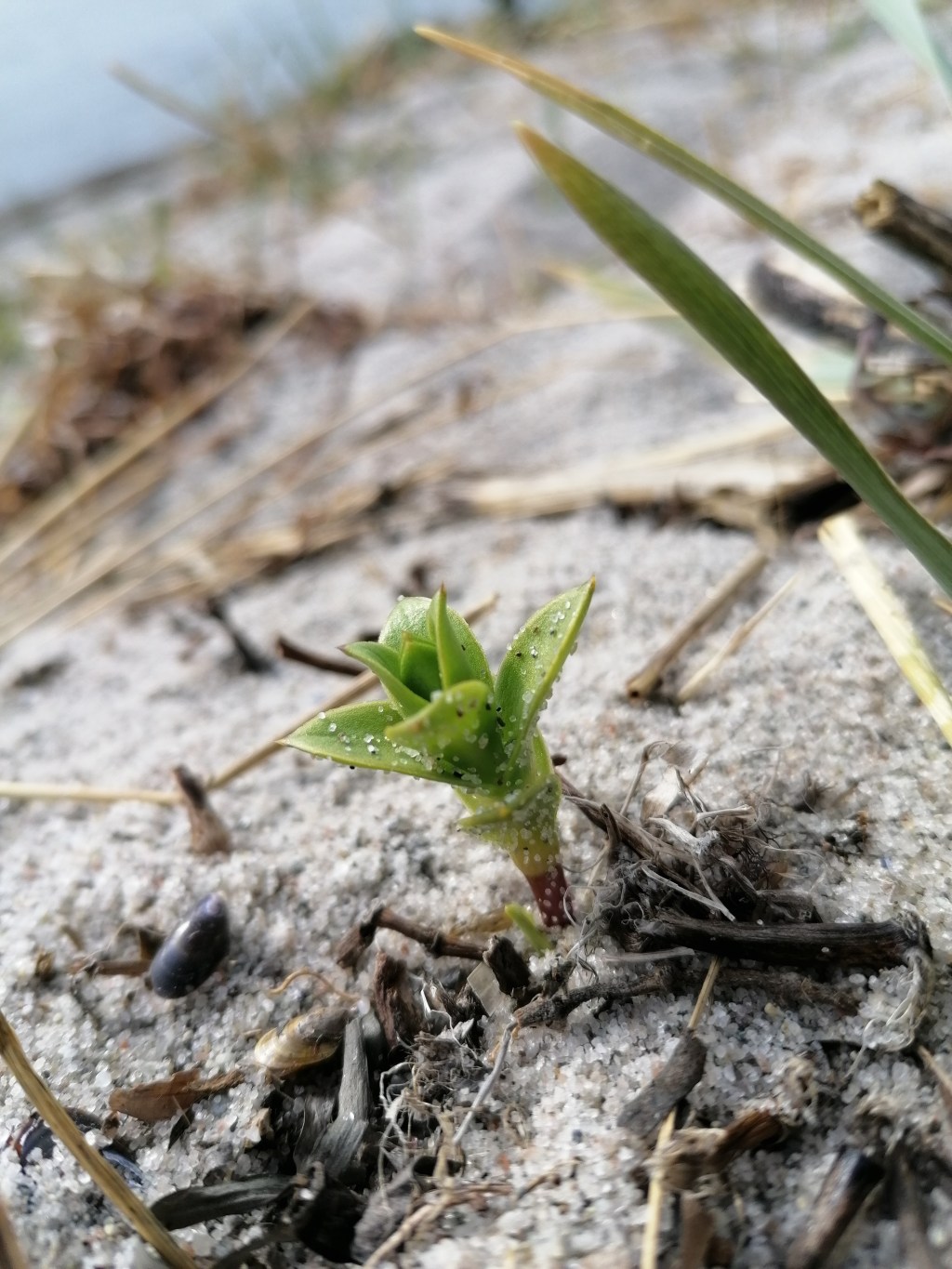 Honkenia piaskowa / Honckenya&nbsp;peploides