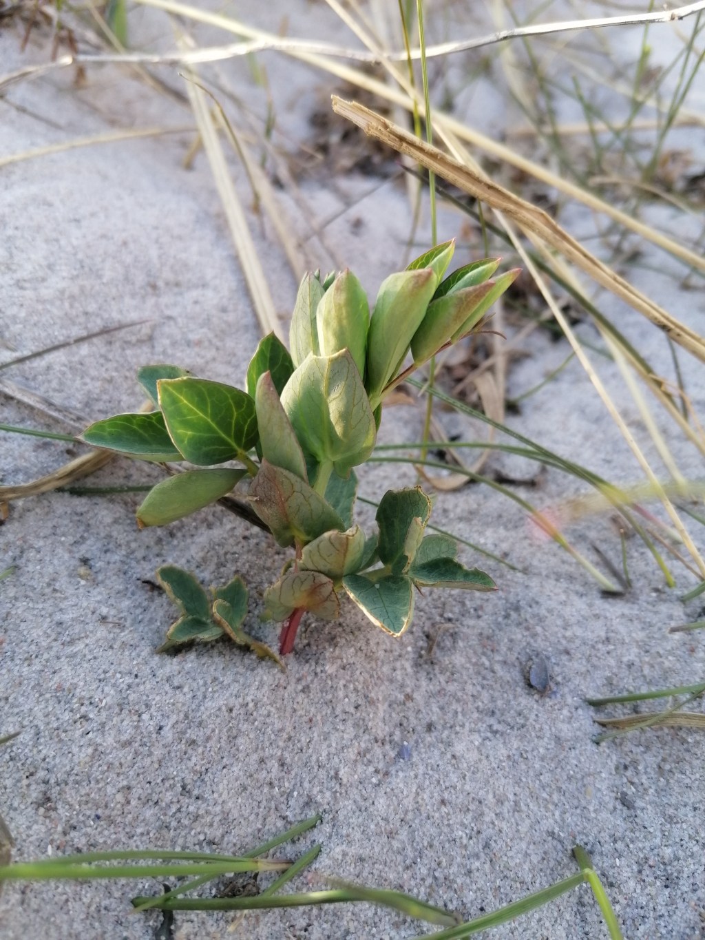 Groszek nadmorski / Lathyrus japonicus –&nbsp;pędy