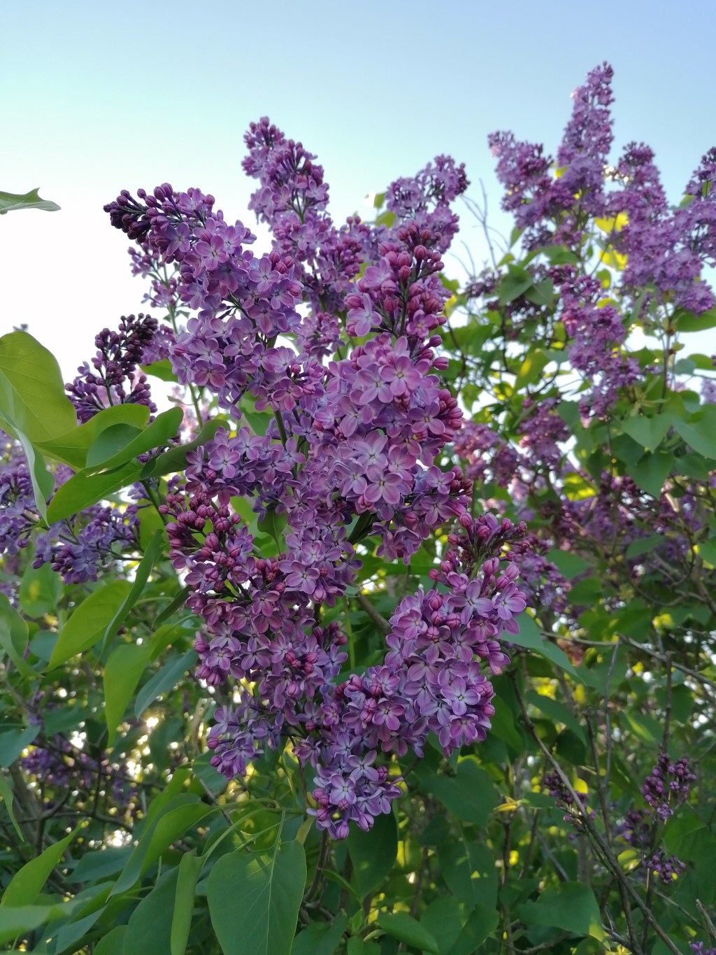 Cześć jestem Lilak ! dla znajomych Bez, Bez lilak. Jak lilak stał się bzem. Fakty i&nbsp;mity.