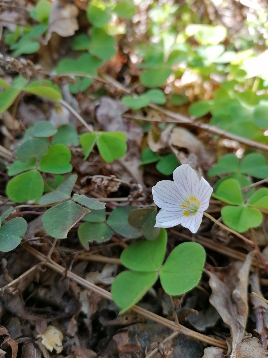 Szczawik zajęczy / Oxalis&nbsp;acetosella