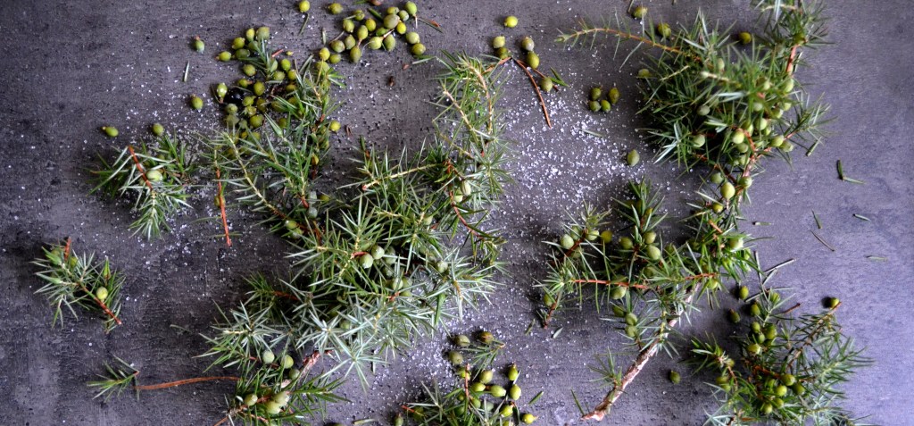 Napitek z jałowca. Smreka czyli nasze „Psiwo&nbsp;Kozicowe”