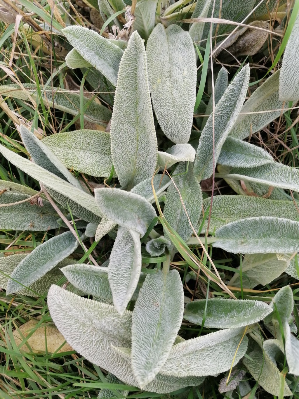Czyściec wełnisty / Stachys byzantina. Chwast delikatny jak wełna w&nbsp;dotyku.