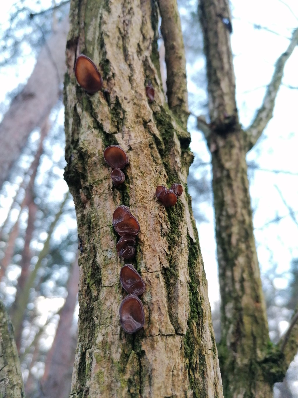 Uszak bzowy / Auricularia auricula-judae. Grzyby moon w Polskich&nbsp;lasach.