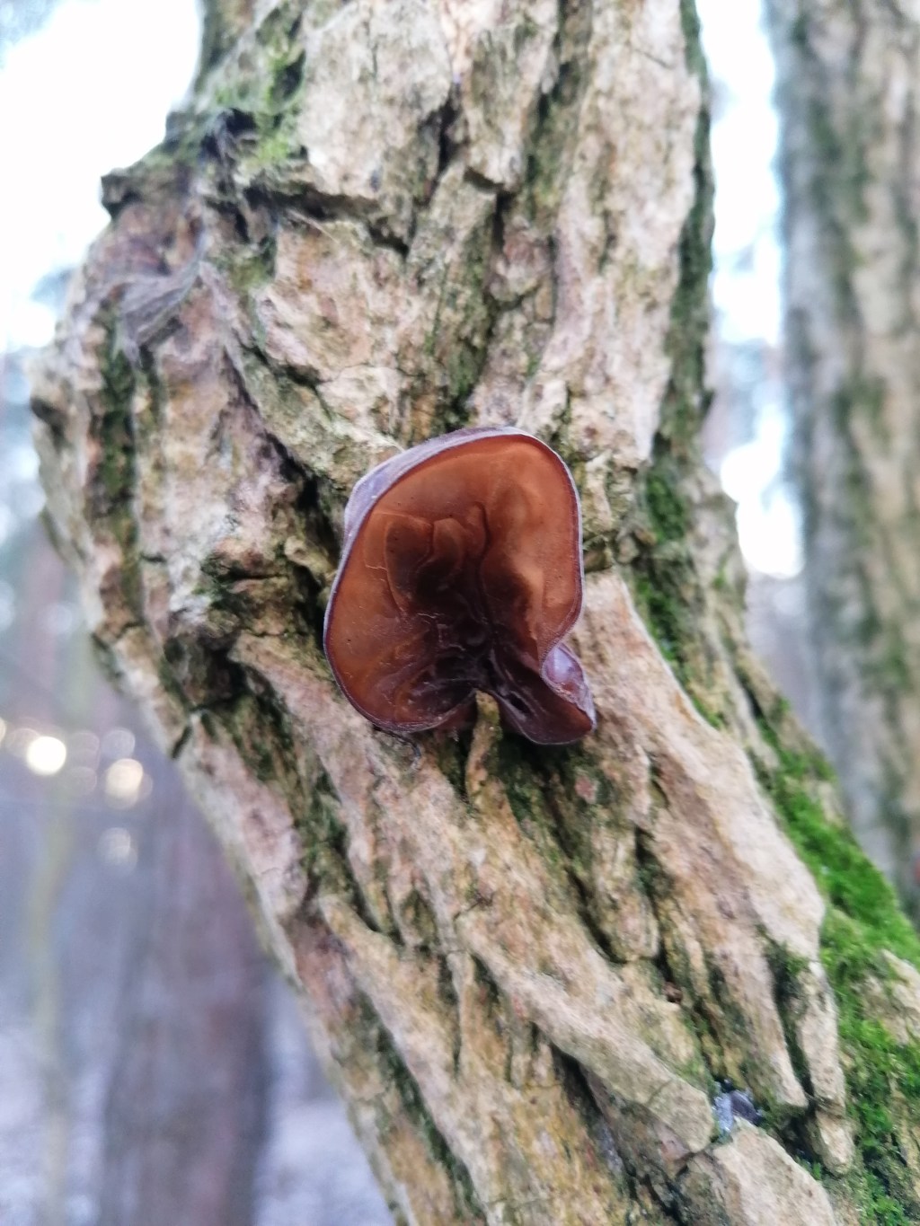 Judaszowe uszy. Co wspólnego mają uszaki z Judaszem Iskarioty&nbsp;?