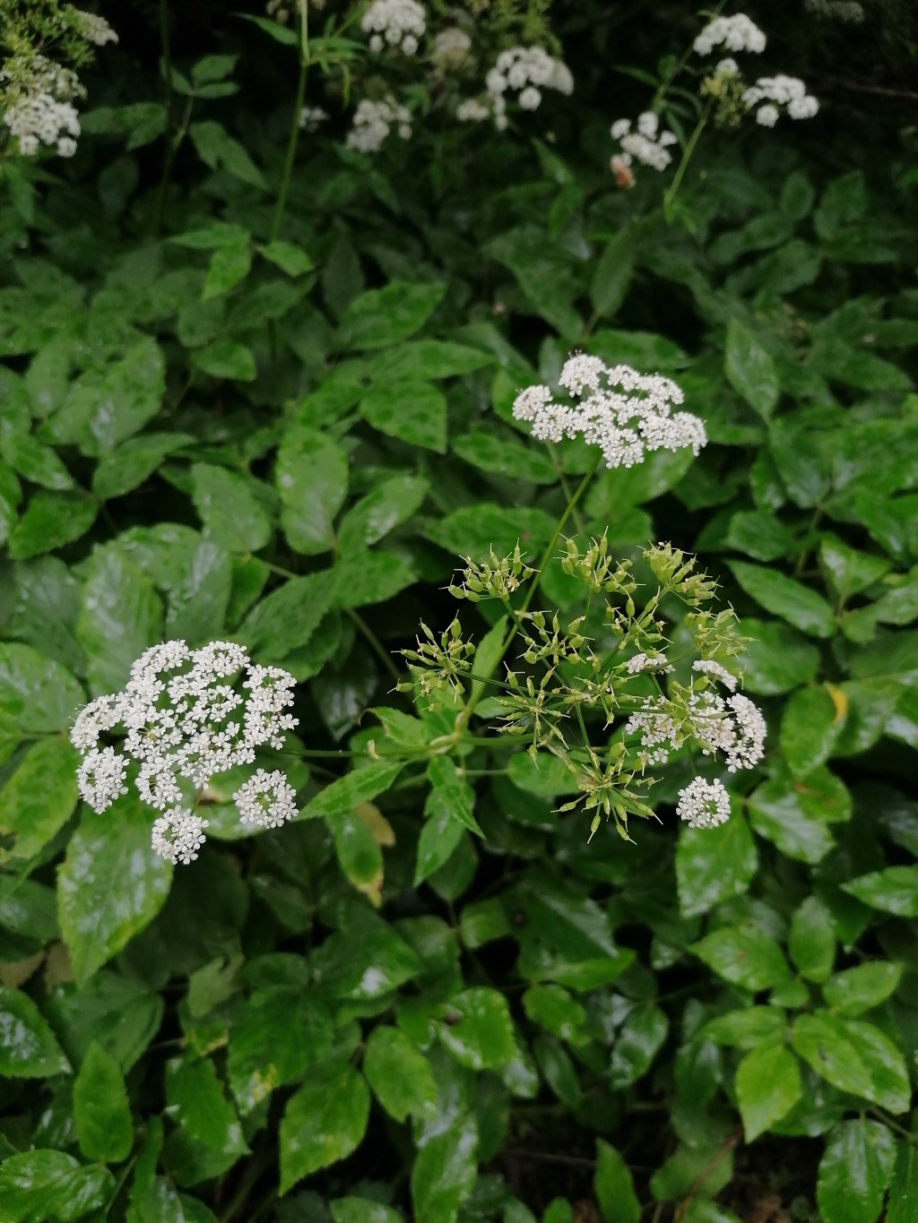 Podagrycznik pospolity / Aegopodium podagraria. Zielony dywan pełen&nbsp;witamin.
