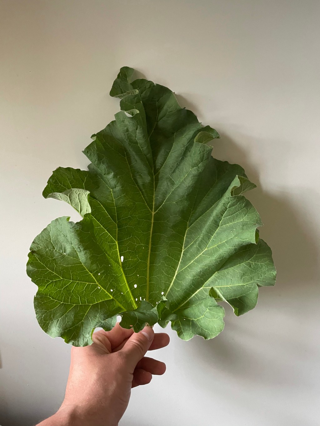 Liście rabarbaru. Lepiej wyrzucić je na&nbsp;kompost.