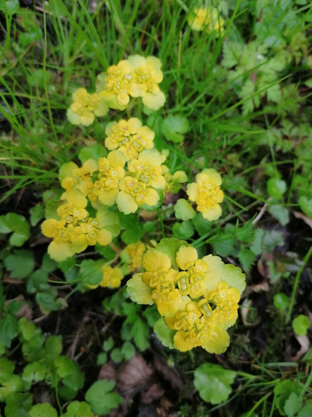Śledziennica skrętolistna. Dlaczego nie znajdziesz jej w mojej kuchni&nbsp;?
