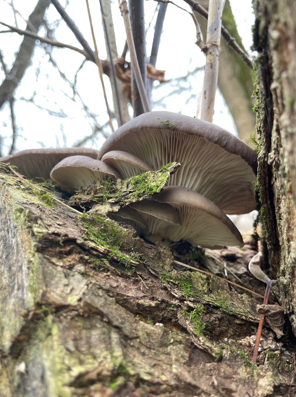 Sezon na Boczniaka ostrygowatego uważam za otwarty&nbsp;!